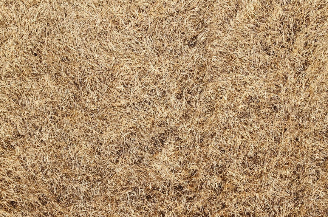 How to Keep Your Garden Looking Green During A Drought