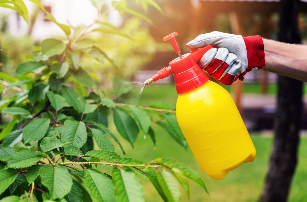 How to Keep Annoying Garden Pests Away This Summer
