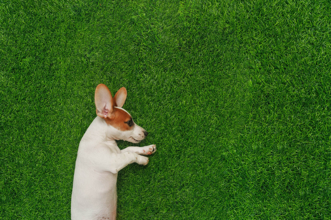 Is Artificial Grass Too Hot for Dogs - Tuda Grass