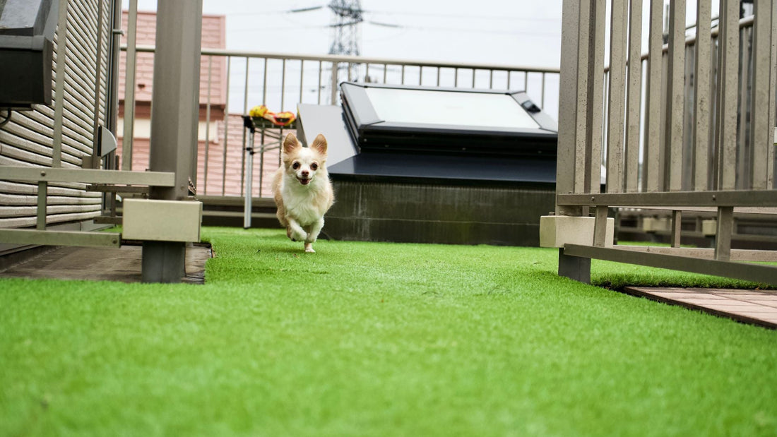 5 Things To Know About Artificial Grass For Dogs