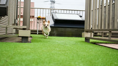 5 Things To Know About Artificial Grass For Dogs
