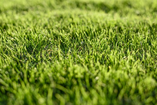Is Summer 2026 the Perfect Time to Upgrade Your Artificial Grass?