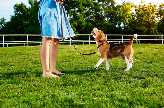 Can Dogs Pee on Artificial Grass Without Causing Damage?