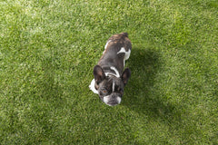 The Ultimate Guide to Cleaning Artificial Grass for Dog Owners