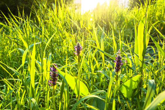 How to Stop Weeds Growing Through Artificial Grass