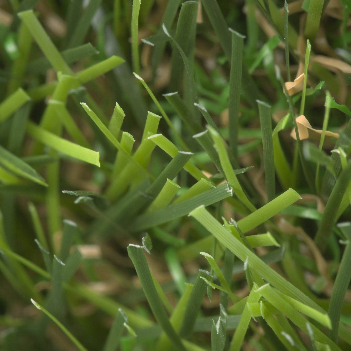 Barbados 40mm Artificial Grass Sample