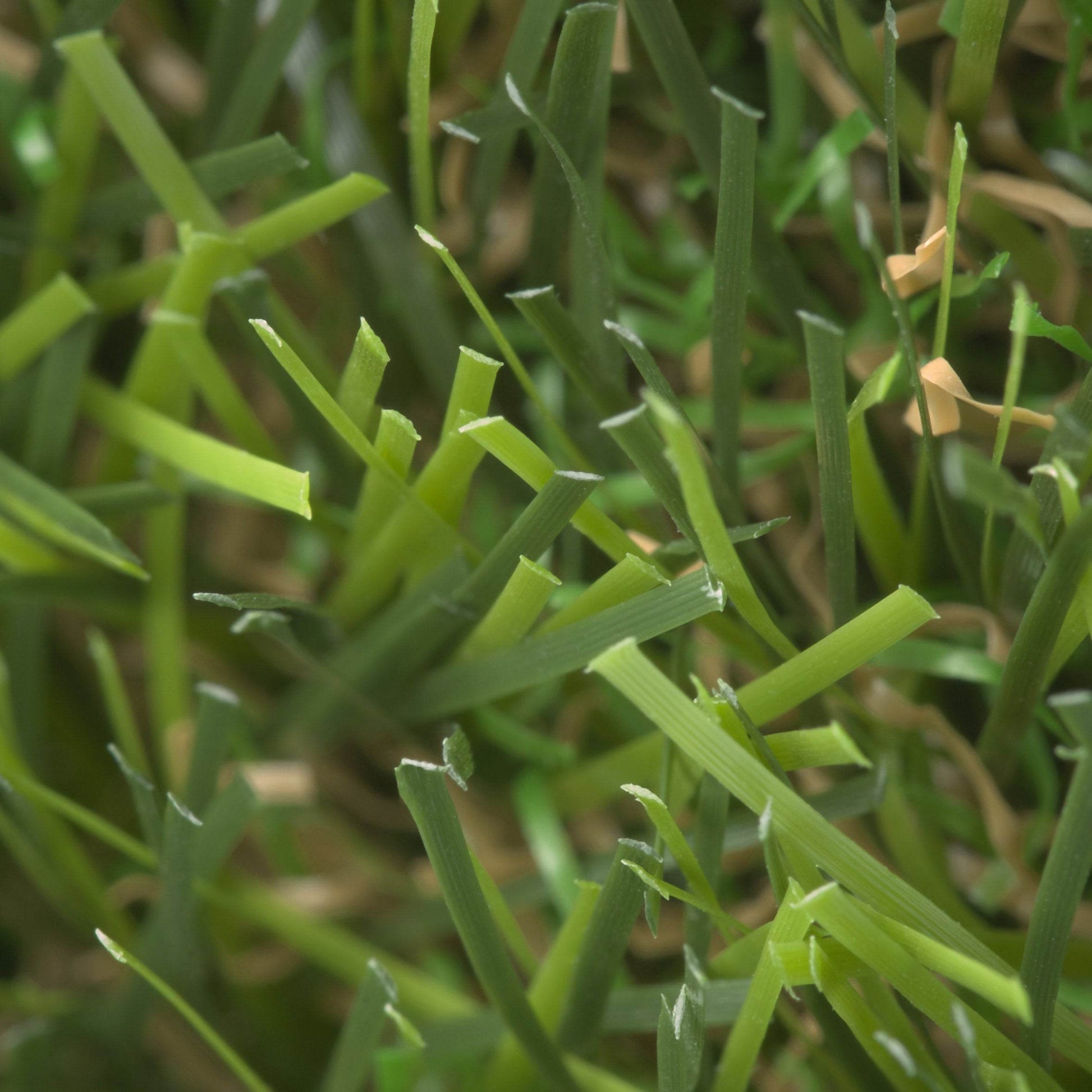 Barbados 40mm Artificial Grass Sample - Tuda Grass